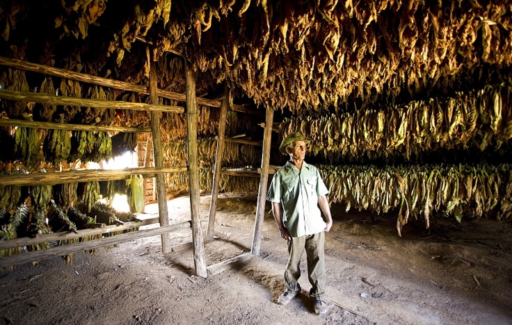 Tobacco farmer standing in his tobacco drying hut against rows of drying tobacco leaves hung on wooden racks, Vinales Valley, Pinar Del Rio, Cuba, West Indies, Caribbean, Central America